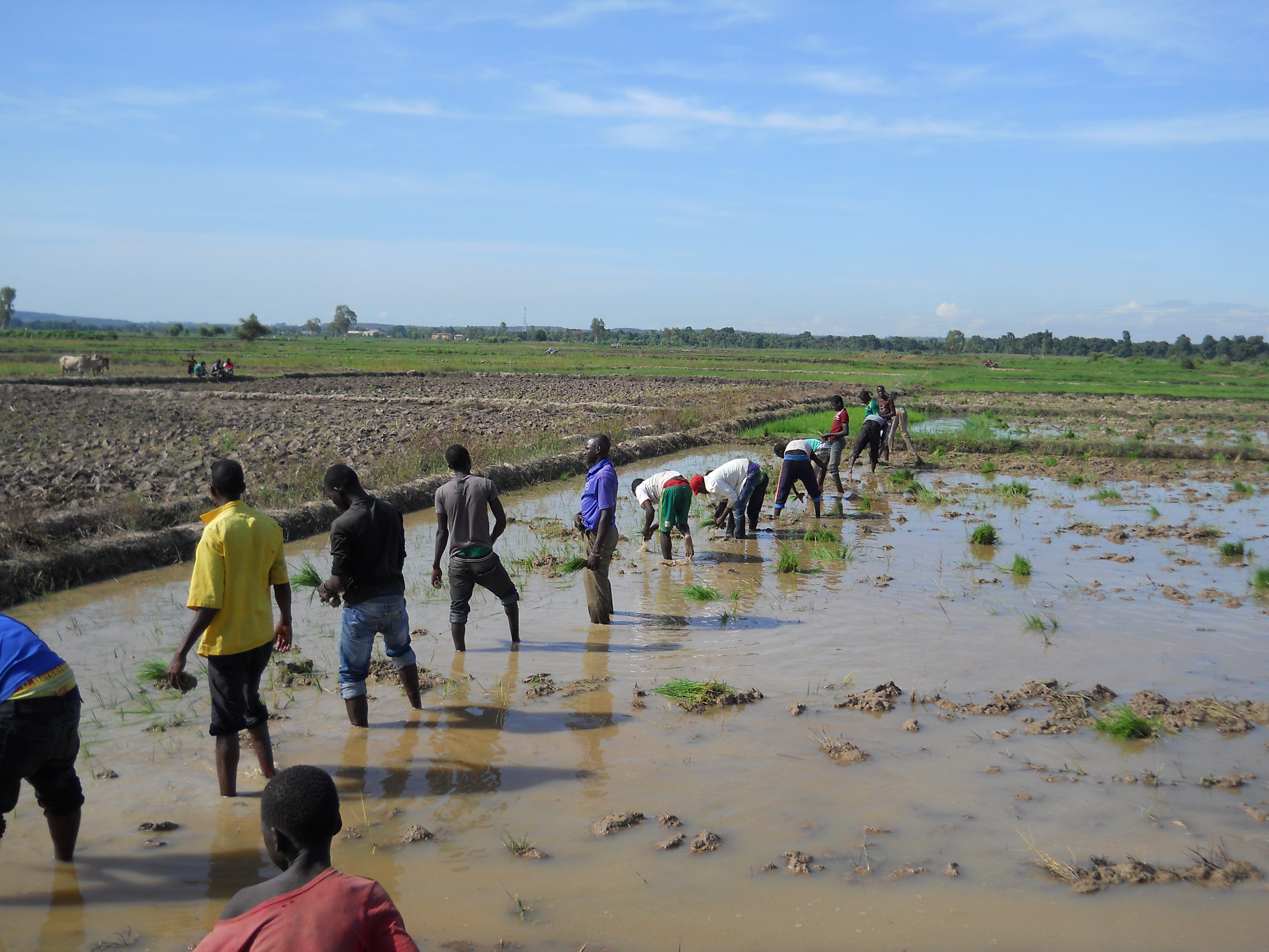 Men from three different families collaborating to plant rice. My homestay brother Sedu is in the yellow. Niger river in the far background.