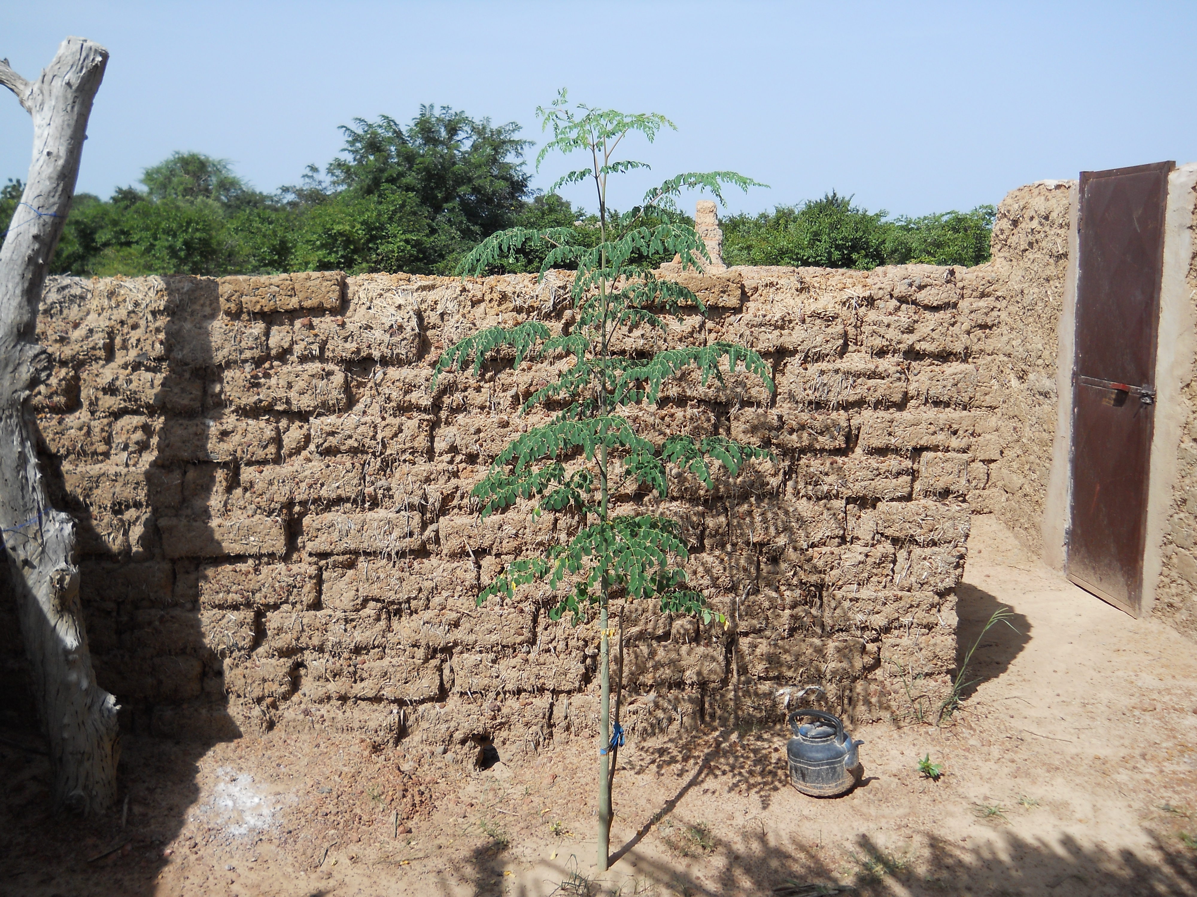 One of the two moringa trees I planted within my wall. It’s almost 2m tall after only 3 months.