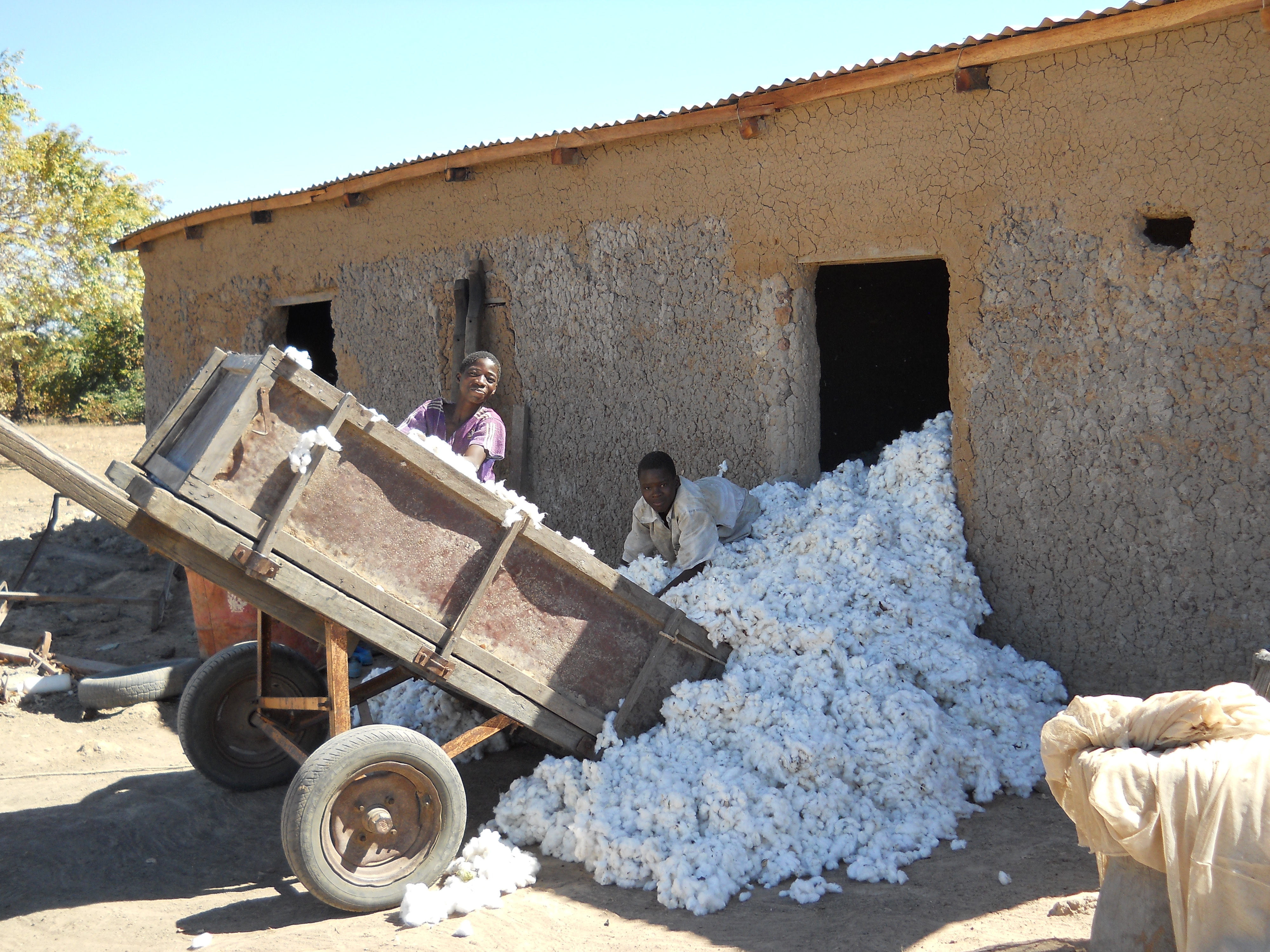 My work-counterpart’s sons. Moussa and Brema fooling unloading the days cotton haul.